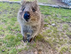 Mit ihrer s&uuml;&szlig;en Mimik sind Quokkas zu Internet-Stars geworden. - &copy; Carola Frentzen/dpa