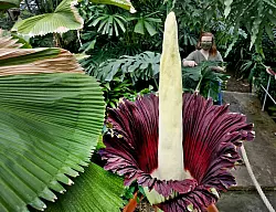 Warum die Knolle gestohlen wurde, ist bisher unbekannt. (Archivbild) - &copy; Roland Weihrauch/dpa