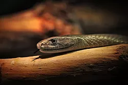 Das entwickelte Mittel soll auch gegen das Gift der Schwarzen Mamba wirken. (Archivbild) - &copy; Fredrik von Erichsen/dpa