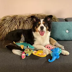 Whisky ist ein absolute Supermerker, Gifted Word Learner (GWL). - &copy; Helge O. Svela/dpa