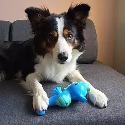 Boder Collie Whisky zeigt eines seines Spielzeuge. - &copy; Helge O. Svela/dpa