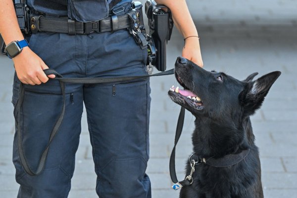 Nach der Explosion illegaler Feuerwerkskörper kam in Detmold auch ein Sprengstoffspürhund zum Einsatz. (Symbolbild) - © Patrick Pleul/dpa