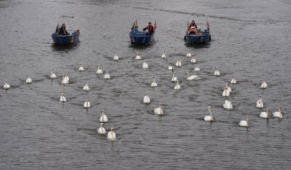 In diesem Jahr begleiteten die Boote rund 50 von insgesamt rund 90 Schwänen. - © Marcus Brandt/dpa