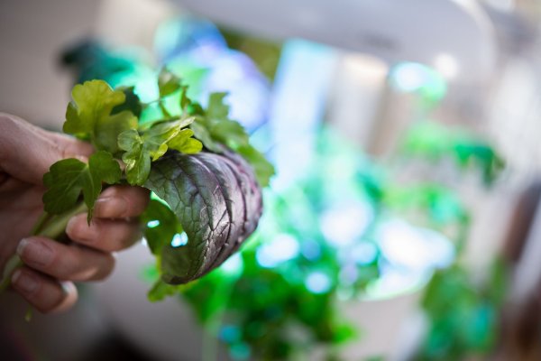 Trend Indoor-Gärtnern: Die Stiftung Warentest hat sieben smarte Gewächshäuser getestet. - © Franziska Gabbert/dpa-tmn