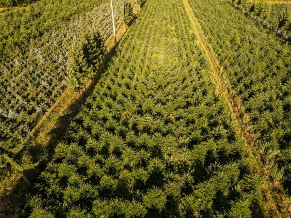 Nordmanntannen wachsen in einer Plantage in Sachsen zu Weihnachtsbäumen heran. - © Robert Michael/dpa
