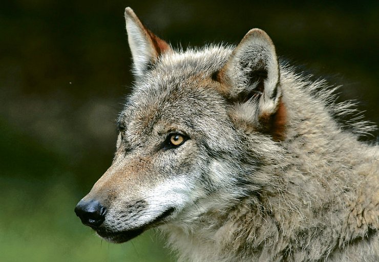 Geschütztes Tier: Der Wolf. dpa