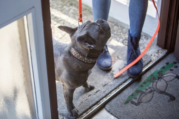 Was tun mit dem Hund - © Foto: Christin Klose/dpa-tmn