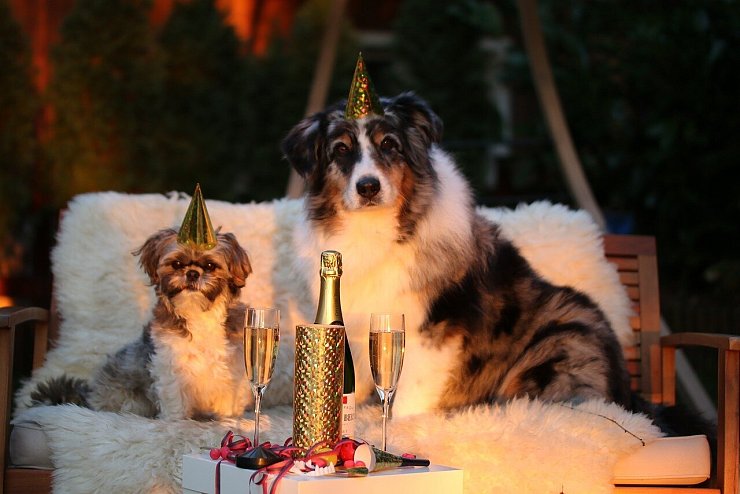 Alkohol für Hunde? Davon rät die Gütersloher Expertin dringend ab! - © Pixabay