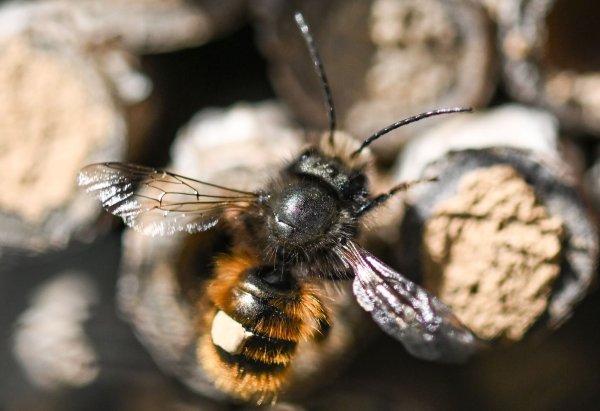 Überwintern oft alleine: Wildbienen. - © Arne Dedert/dpa/dpa-tmn