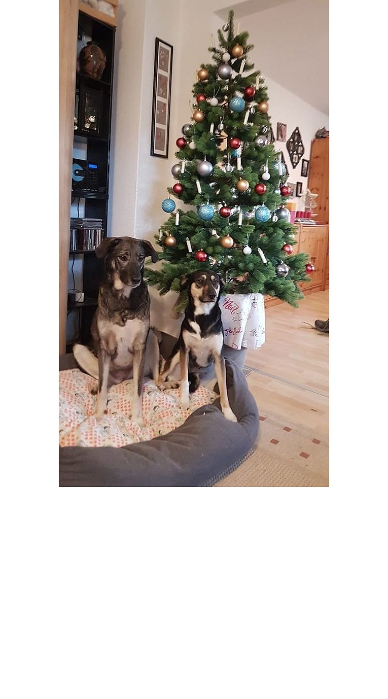 Weihnachtsbäume in Lippe
