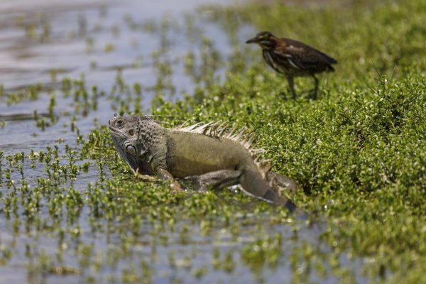 Leguane in Florida - © Foto: Greg Lovett/Palm Beach Post via ZUMA Wire/dpa