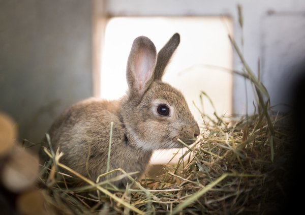 Kaninchen im Stall - © Foto: Alexander Heinl