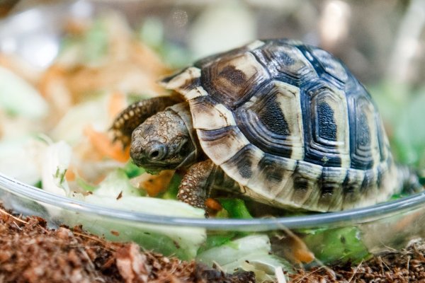 Griechische Landschildkröten, wie diese in der Zootierhandlung «Zoohaus Ottensen» in Hamburg, sind beliebte Haustiere. - © Markus Scholz/dpa-tmn/dpa