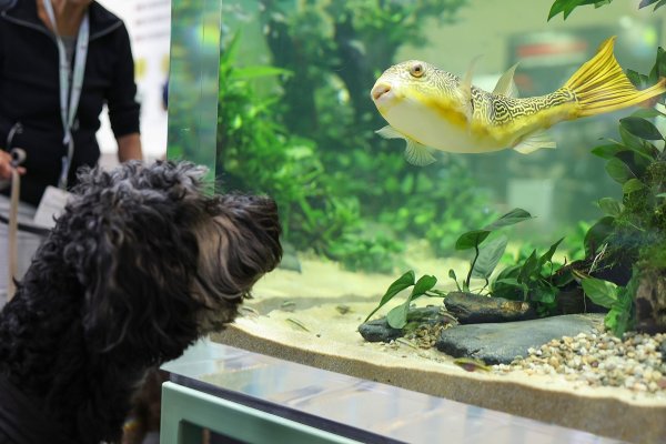 Aquarien scheinen nicht mehr ganz so beliebt zu sein - das aber gilt nicht für alle. - © Daniel Löb/dpa