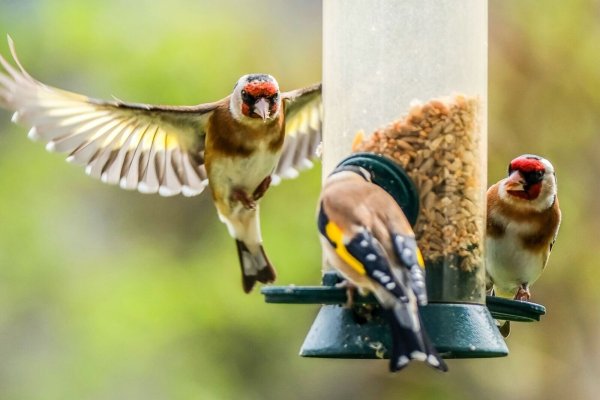 Stieglitze (Distelfinken) holen sich in einem Garten Nahrung an einer Futtersäule. - © Oliver Berg/dpa