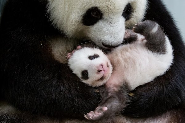 Berliner Panda-Zwillinge - © Foto: Zoo Berlin/dpa