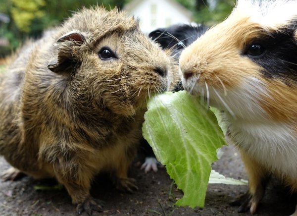 Meerschweinchen - © Foto: Andrea Warnecke/dpa-tmn