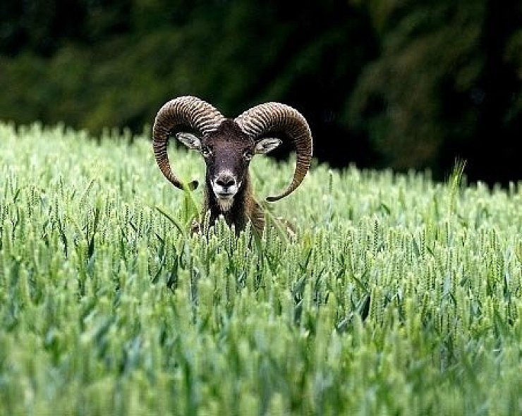 Ludger Büskens aus Dornberg hat bei einem Ansitz im Frühsommer 2011 in einem Getreidefeld an der Bergstraße diesen Mufflonwidder fotografiert. - © Foto: Ludger Büsken