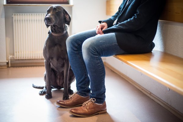 Im Wartezimmer mit dem Hund - © Foto: Christoph Schmidt/dpa-tmn