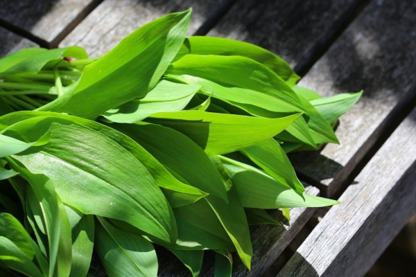 Bärlauch - © Foto: Karl-Josef Hildenbrand/dpa-tmn