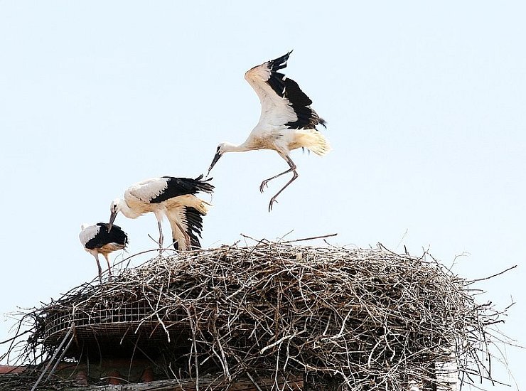 Noch üben die Donoper Jungstörche für ihre große Reise nach Afrika. - © Foto: Lüdeking