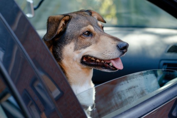 Hund im Auto - © Foto: Markus Scholz/dpa-tmn