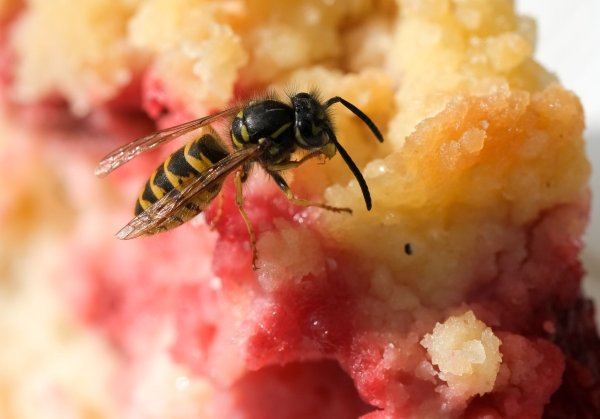 Im Spätsommer sind die Wespen besonders lästig, weil sie auf Suche nach süßer Nahrung sind. - © Jens Kalaene/dpa-Zentralbild/dpa