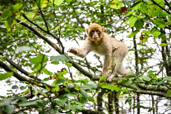 Der Affe hatte den Park in Atem gehalten. (Symbolbild) - © Felix Kästle/dpa