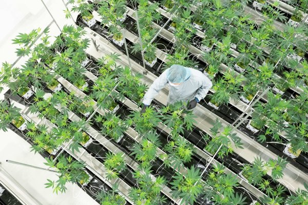 Die Nachfrage nach medizinischem Cannabis stieg zuletzt stark an. (Archivbild) - © Sebastian Kahnert/dpa