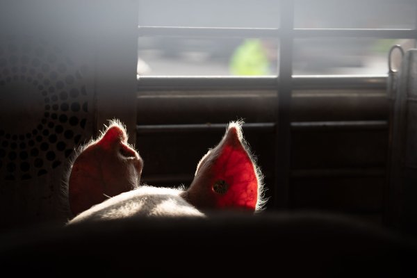 Lebende Tiere sollen auf Transportern ins EU-Ausland besser geschützt werden (Symbolbild). - © Friso Gentsch/dpa