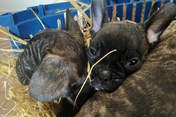 Die EU will strenger gegen illegalen Tierhandel vorgehen. (Symbolbild) - © Paul Zinken/dpa