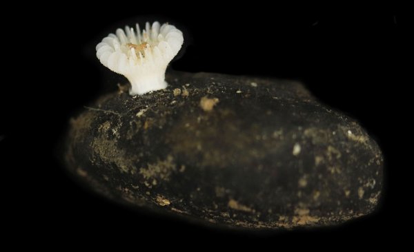 Forscher haben die bislang unbekannte Korallenart in der Tiefsee entdeckt. - © Guadalupe Bribiesca-Contreras/National Oceanography Centre, United Kingdom/dpa