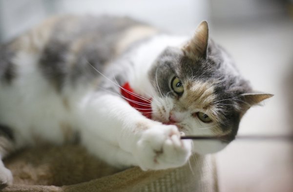 Jagdlust von Katzen befriedigen - © Foto: Ina Fassbender