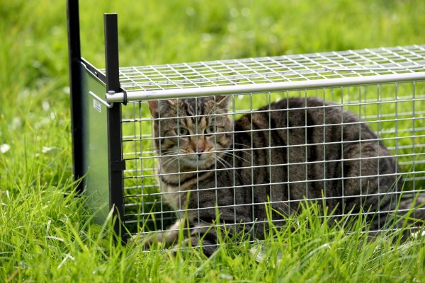 Gefangen: Eine Katze sitzt bei einer Vorführung in einer Lebendfalle – danach öffnet sich Tür wieder ganz schnell. - © Carsten Rehder/dpa