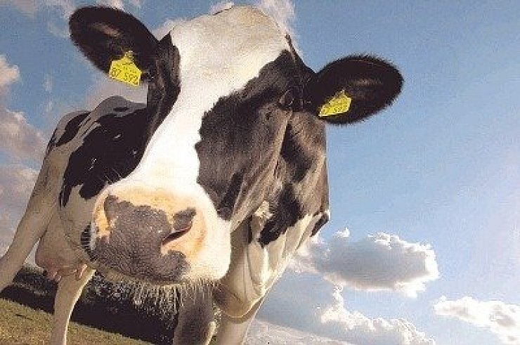 Kontakt mit einer Kuh oder mit einem Kuhfladen könnte das Kind infiziert haben, so das Gesundheitsamt. - © foto: dpa