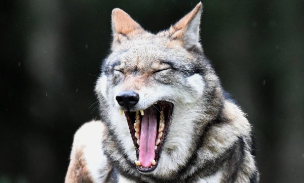 Wolf - © Foto: Carsten Rehder/dpa