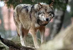 Wölfe nähern sich Ostwestfalen-Lippe - © Porta Westfalica