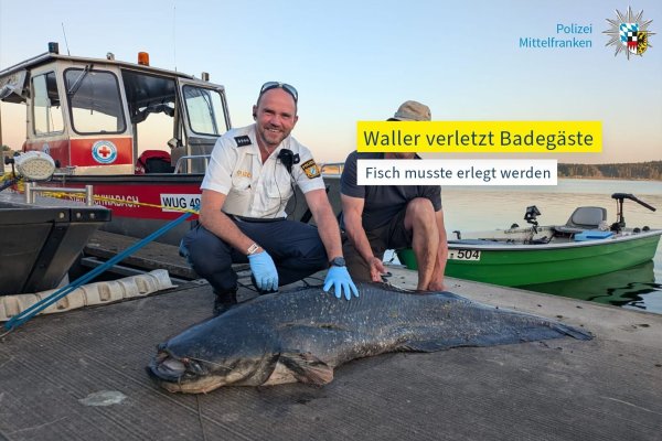 Die Polizei hat ein Foto des erlegten Riesenwels veröffentlicht. - © -/Polizei Mittelfranken/dpa