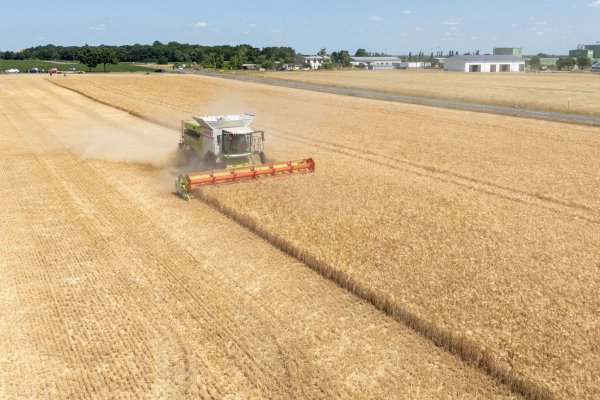 Die Landwirte hoffen nach einem trockenen Frühjahr auf eine durchschnittliche Ernte. (Archivbild) - © Sebastian Kahnert/dpa