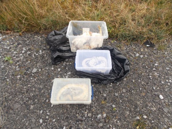 Die gefundenen Tiere waren in Kisten, Müllsäcken und Kissenbezügen verpackt. - © Rspca/PA Media/dpa