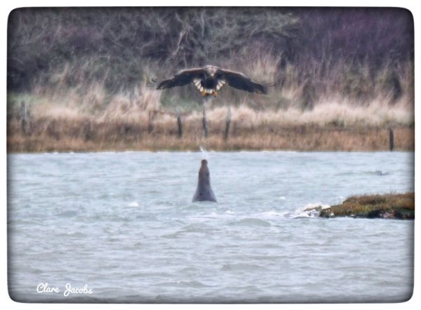 Eine Robbe spuckt Wasser auf einen Adler. - © Clare Jacobs/Universität Portsmouth/dpa