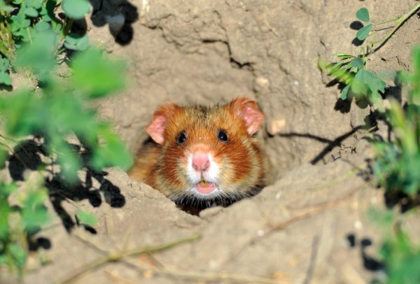 Gesucht: Auch die Feldhamster sollen gezählt und von der Bevölkerung an den LWL gemeldet werden. - © DPA