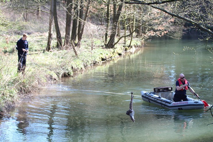 Tierrettung am Walkenfeld. Eine Eule hat sich in einer Angelschnur verfangen. - © Till Brand