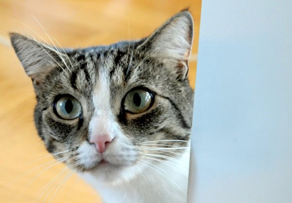 Katze - © Foto: Horst Ossinger/dpa