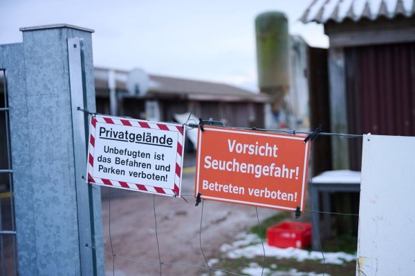 Schutzmaßnahmen sind angelaufen nach dem Ausbruch der Maul- und Klauenseuche. - © Annette Riedl/dpa