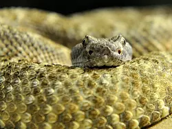 Giftschlange - &copy; FOTO:DPA