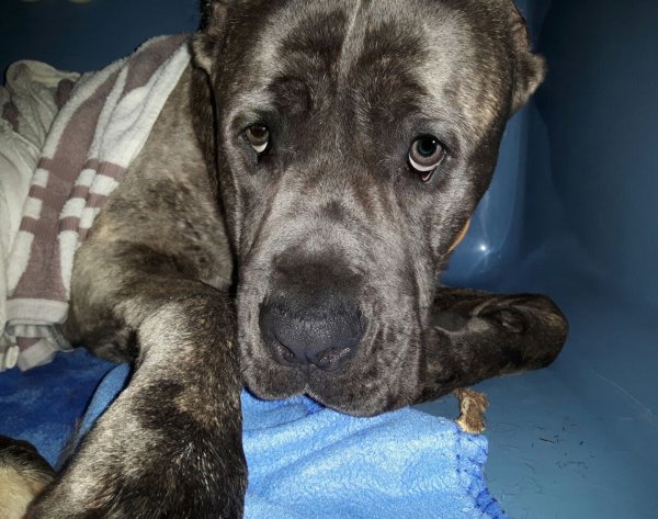 Auf dem Weg der Besserung: Der Mischling, der einem Cane Corso ähnelt, ist in der Praxis von Dr. Juliana Henkemeyer behandelt worden. Er hatte einen Hitzschlag und wurde unter anderem mit feuchten, kühlen Handtüchern bedeckt. - © Privat