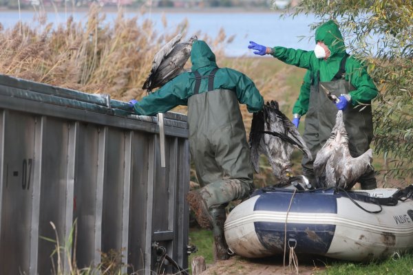 In Ostdeutschland werden derzeit vermehrt tote Kraniche gefunden. Sie sind Opfer der gefürchteten Vogelgrippe geworden. (Archivbild) - © Matthias Bein/dpa