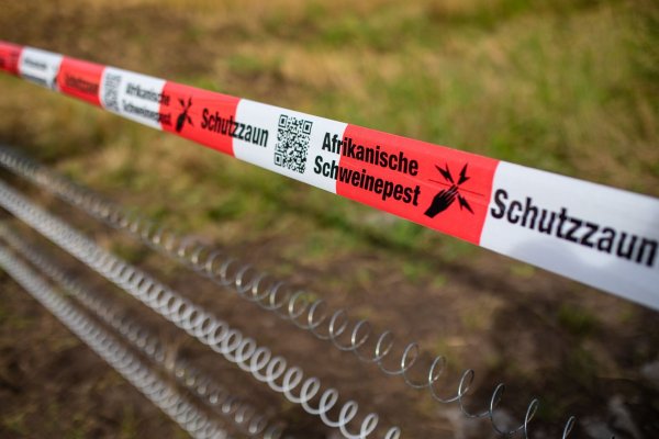 Neue Barriere gegen Tierseuche geplant. (Archivbild) - © Christoph Schmidt/dpa