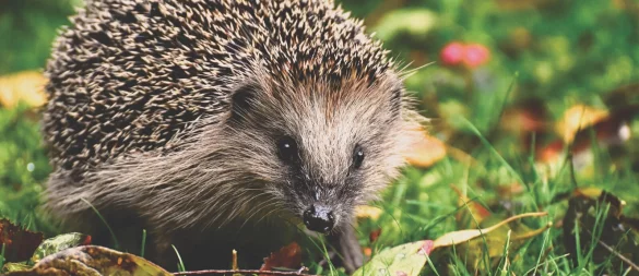 Igel sind jetzt im Herbst vermehrt unterwegs. Die Stadt Lemgo will einen Lehrpfad errichten. - © Symbolfoto: Pixabay